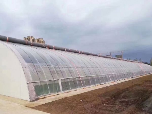 日光温室
